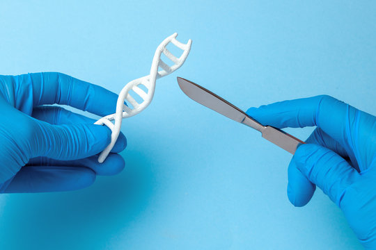 DNA Helix Research. Concept Of Genetic Experiments On Human Biological Code DNA. The Scientist Is Holding DNA Helix And Scalpel.