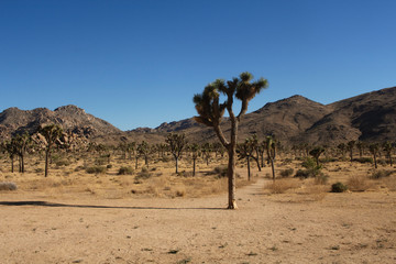Joshua Tree