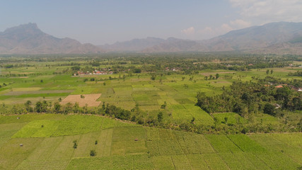 Fototapeta na wymiar aerial view agricultural farmland with sown green,corn, tobacco field in countryside backdrop mountains. agricultural crops in rural area Java Indonesia. Land with grown plants of paddy