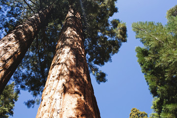 Sequoia/Kings Canyon
