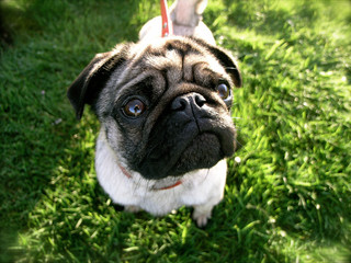 Obraz premium Pug on the Grass