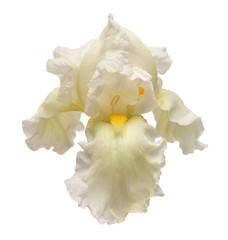 Fototapeta na wymiar Iris flower isolated on white background. Easter. Summer. Spring. Flat lay, top view. Love. Valentine's Day. Floral pattern, object. Nature concept