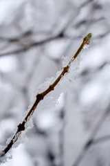 Winter landscape. Twig of a tree with a green bud in the snow.