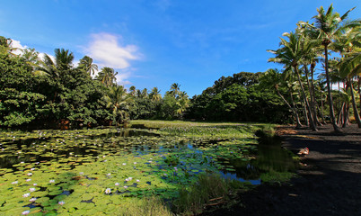 Black sand beach and lake with nenuphars