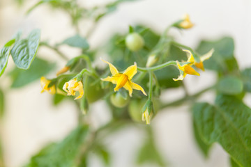 blooming tomato in spring on neutral background