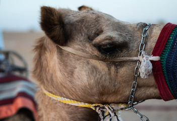 Camel