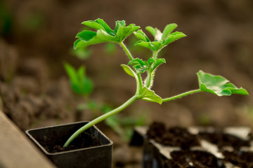 Watermelon seedlings, young sprouts in pots as new life concept