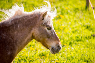Sad horse on a field