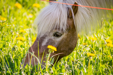 Horse eating on a field
