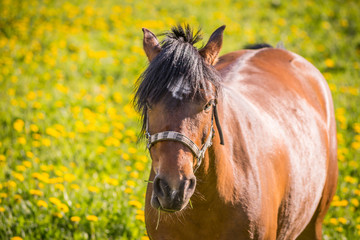 Horse on a field