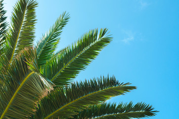 Fototapeta na wymiar Palm tree brunch against the blue sky. Palm brunch at tropical coast. Vibrant image for summer background with copy space.