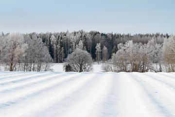 Winter landscape with trees and field in winter