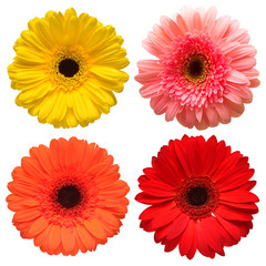 Collection beautiful delicate flowers gerberas isolated on white background. Fashionable creative floral composition. Summer, spring. Flat lay, top view