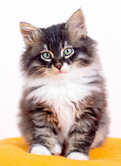 Pet animal; cute cat indoor. Cute kitten cat.