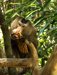 monkey eats pineapple in trh forest