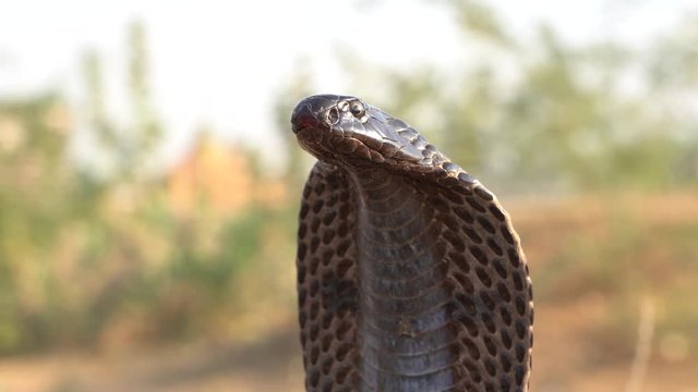 Indian cobra in Pushkar, India. Cobra snake close up portrait.