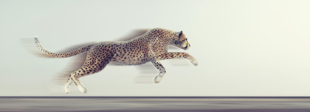 A beautiful cheetah running