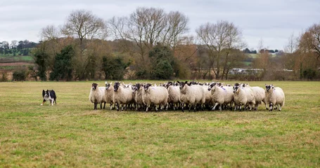 Foto auf Acrylglas Tri colored border collie sheepdog working the sheep © Kieran