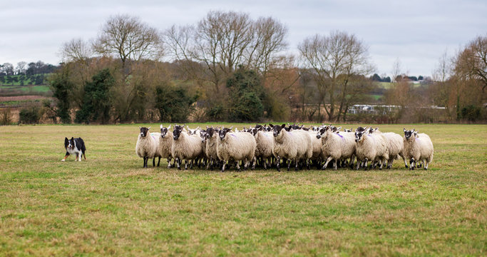 Tri colored border collie sheepdog working the sheep