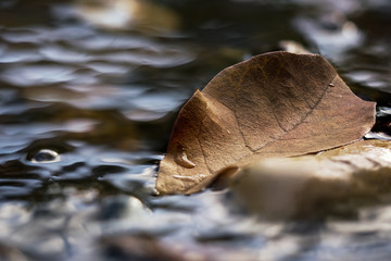 Close up of single brown autumn leaf in a stream of water 