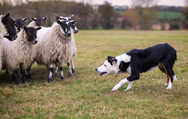 Border collie sheepdog stalking a flock of ewes