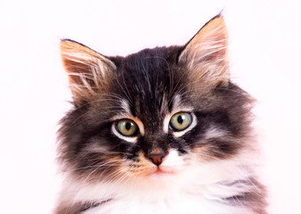 Pet animal; cute cat indoor. Cute kitten cat.