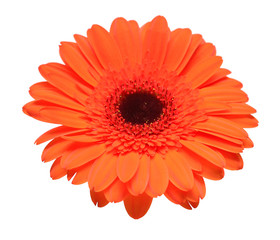 Orange gerbera flower isolated on white background. Flat lay, top view