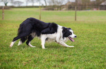 Border collie sheepdog stalking, working in field