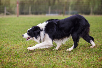 Border collie sheepdog stalking, working in field