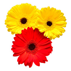 Bouquet of beautiful delicate flowers gerberas isolated on white background. Fashionable creative...