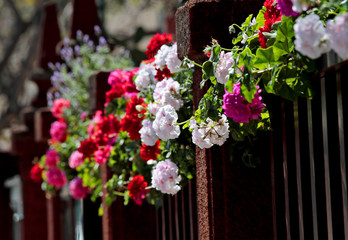 Fototapeta na wymiar Geraniums with different colours blooming over a fence