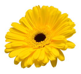 Yellow gerbera head flower isolated on white background. Flat lay, top view