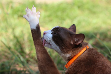 Funny cat white and brown color cleaning body and relax on grass  background