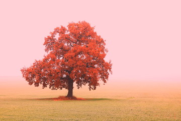 Beautiful abstract landscape with lone unusual tree amongst field in fall in fog