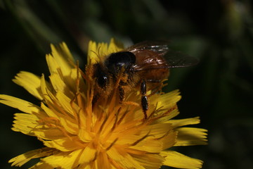 bee on yellow flower
