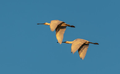 Spoon bills in flight