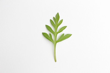 Fototapeta na wymiar Green leaf isolated on white background