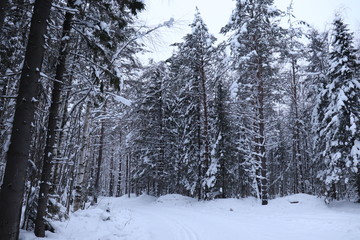 winter forest