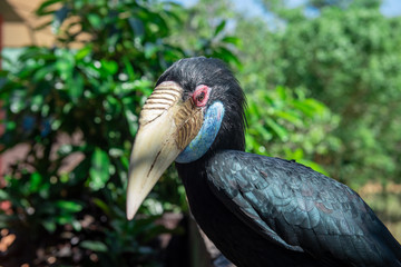 Close up hornbill bird