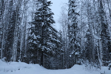 forest in winter