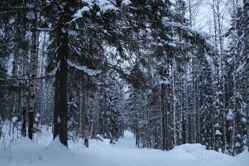 forest in winter
