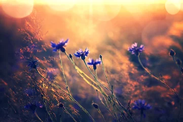 Sommerlandschaft mit Wildblumen Kornblumen in den Strahlen der Sonne. Landschaft mit Wildblumen im Retro-Stil © Leonid Ikan