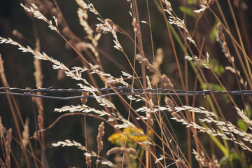 Barbed Wire locked up