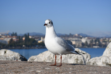 Gabbiano in riva al mare