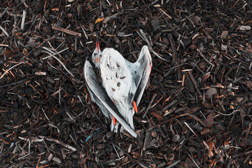 a dead Seagull lies on the debris , a piece of wood from the sea .the concept of pollution .