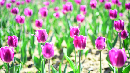 holland tulips field. Tulip field. spring flower field. summer time. farming and gardening. 8 march or womens day. flower shop concept. mothers day holiday present. nature and ecology. beauty