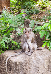 Naklejka na ściany i meble Macaque sitting in green jungle