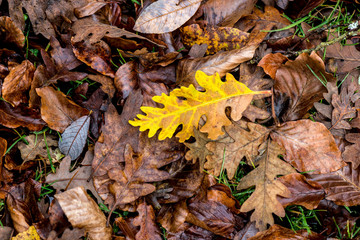 hojas otoño pinchos árboles enmarañado colorido 