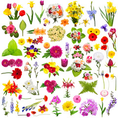 Flower set roses, chamomiles, chrysanthemum, iris, phlox, poppy, daylily, muscari, fern, mallow,...