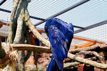 Some of my photos of this beautiful ara hyacint. © Martin